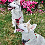 Bianca a rejoint le concours — aidez-le/la à gagner de superbes lots ! dog, husky, pet, animal, outdoor, grass, flowers, pink_flowers, garden, nature, canine, happy, tongue_out, fur, leash, harness, two_dogs, playful, summer, sunny