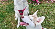 Bianca a rejoint le concours — aidez-le/la à gagner de superbes lots ! animal, canine, dog, flowers, fur, garden, grass, happy, harness, husky, leash, nature, outdoor, pet, pink_flowers, playful, summer, sunny, tongue_out, two_dogs