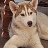 husky, dog, puppy, blue_eyes, fur, pet, indoor, wooden_floor, table_leg, animal, canine, laying, cute, young_dog, domestic_animal, face, ears, muzzle, portrait, relaxed