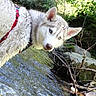 dog, husky, blue_eyes, wet_fur, red_harness, stream, water, forest, greenery, rocks, branches, nature, outdoor, canine, animal, mammal, portrait, daylight, curious, adventure