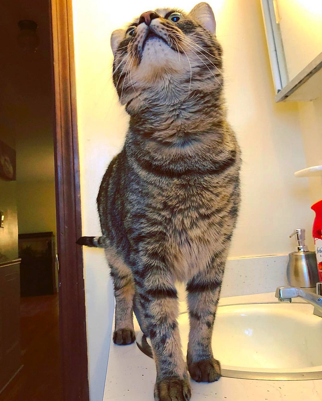 Dempsey is registered to the contest to win money with this photo: american_bobtail, american_shorthair, asian, california_spangled, carnivore, cat, domestic_short_haired_cat, dragon_li, egyptian_mau, european_shorthair, felidae, fur, kurilian_bobtail, mammal, pixie_bob, small_to_medium_sized_cats, snout, tabby_cat, whiskers, wild_cat