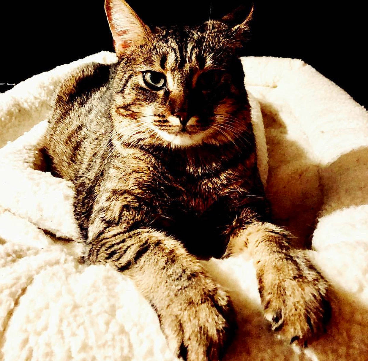 Dempsey is registered to the contest to win money with this photo: asian, california_spangled, carnivore, cat, claw, domestic_short_haired_cat, dragon_li, egyptian_mau, european_shorthair, eye, felidae, fur, german_rex, mammal, pixie_bob, small_to_medium_sized_cats, snout, sokoke, tabby_cat, whiskers