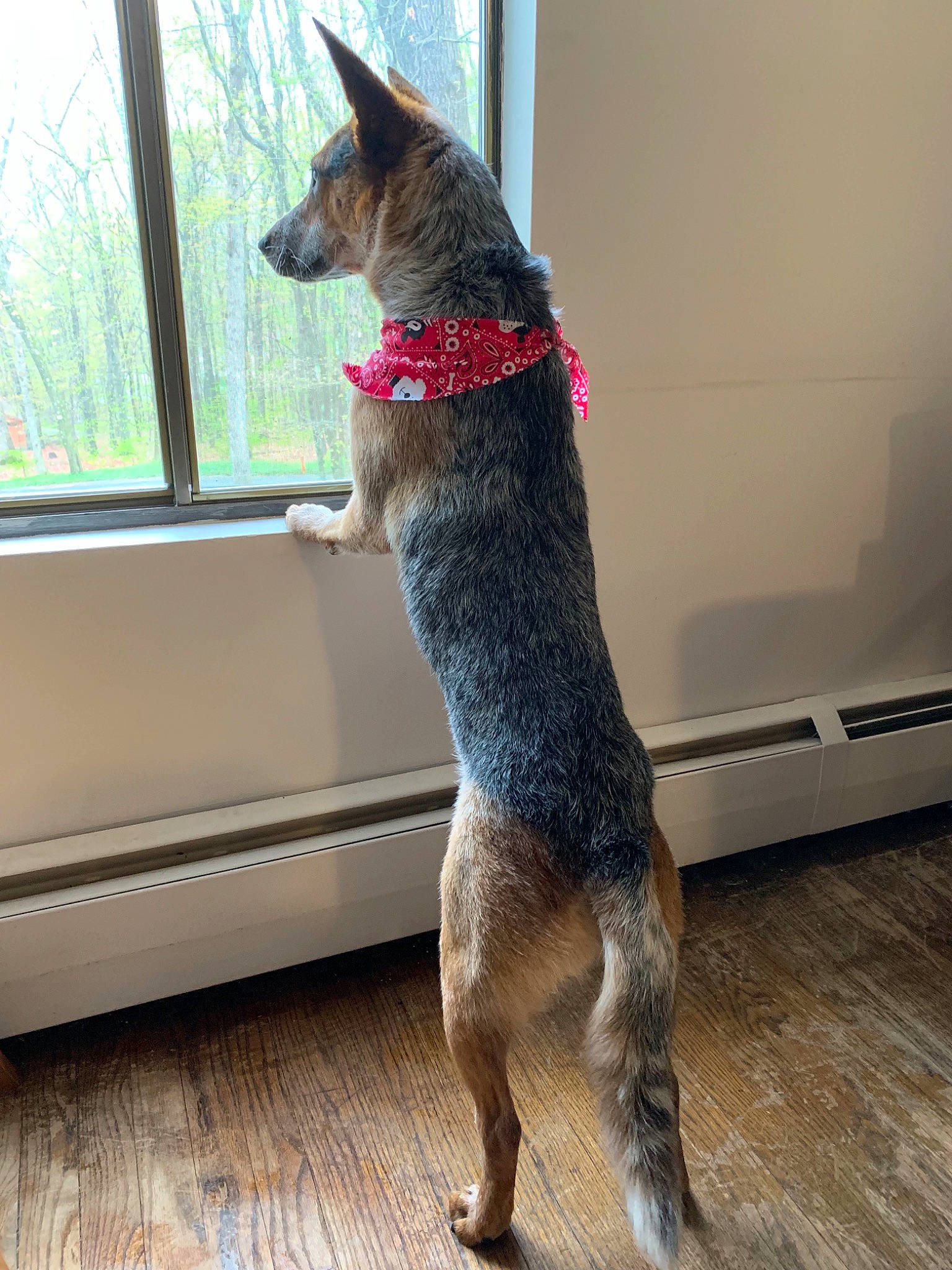 Apollo joined the competition — help win amazing prizes! canidae, carnivore, dog, dog_breed, german_shepherd_dog, mammal, swedish_vallhund, tail, vertebrate, window, working_dog