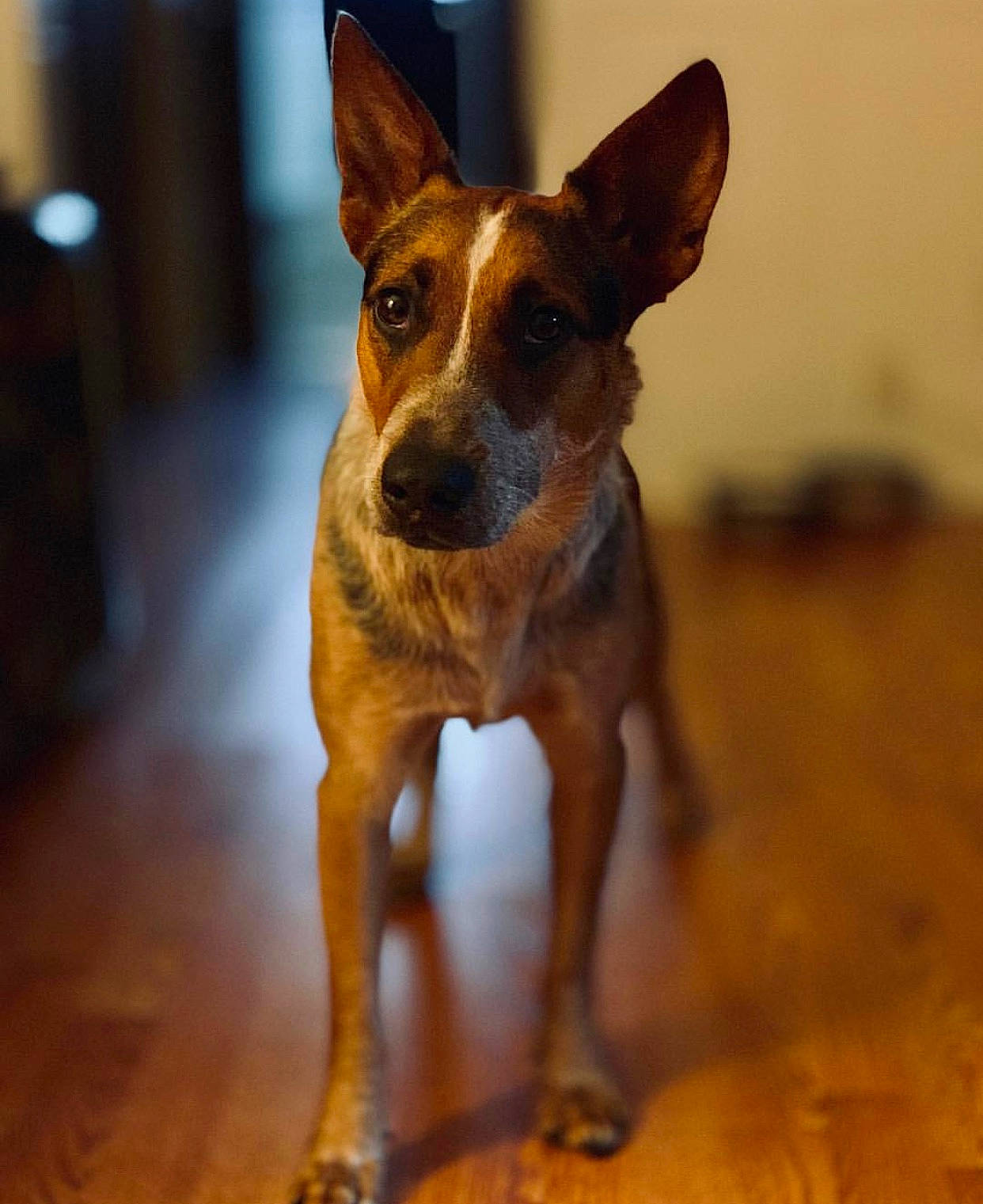 Apollo is registered to the contest to win money with this photo: australian_cattle_dog, canidae, carnivore, dog, dog_breed, ear, fawn, mammal, rare_breed_dog, snout, vertebrate, working_dog
