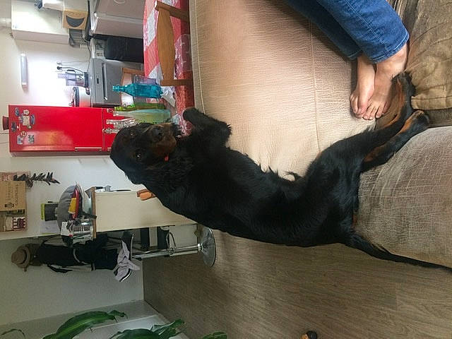 Roméo participe au concours pour gagner de l'argent avec cette photo : fawn, leg