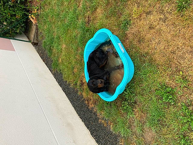 Roméo participe au concours pour gagner de l'argent avec cette photo : canidae, grass, non_sporting_group, play, puppy