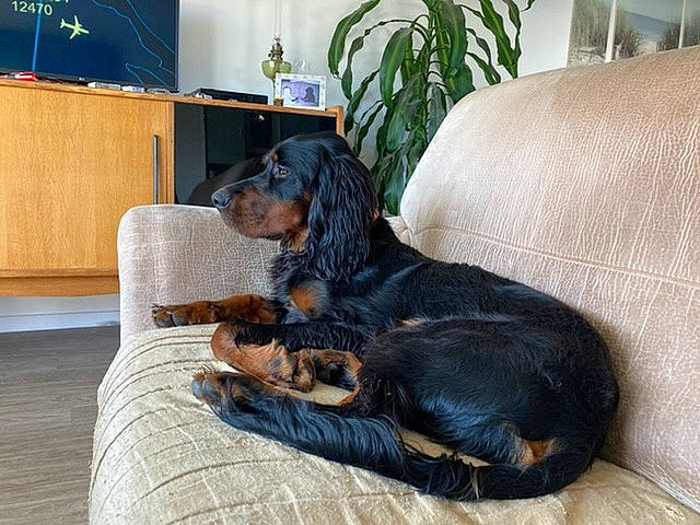 Roméo participe au concours pour gagner de l'argent avec cette photo : canidae, carnivore, companion_dog, dog, dog_breed, gordon_setter, hunting_dog, mammal, puppy, retriever, setter, sporting_group, vertebrate