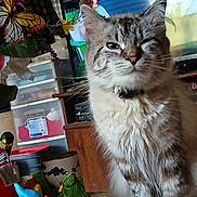 Leo is registered to the contest to win money with this photo: cat, closeup, clutter, collar, colorful, cute, decor, domestic, flowers, fluffy, fur, furniture, household_items, indoor, pet, plant, storage_drawers, table, whiskers, winking