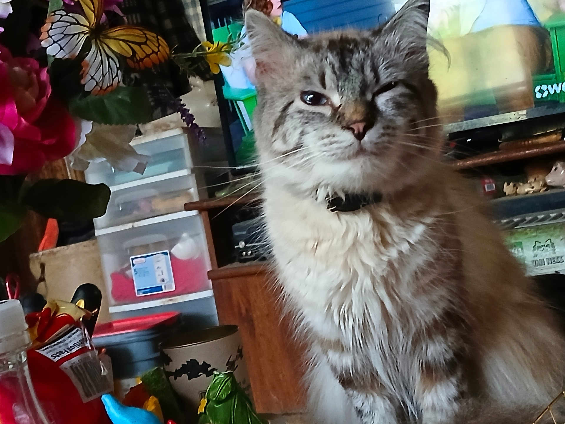 Leo