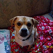Yogi Bear is registered to the contest to win money with this photo: