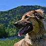 dog, animal, outdoor, nature, grass, tongue_out, sunny, blue_sky, mountain, happy, canine, mammal, pet, fur, collar, closeup, summer, greenery, daytime, landscape