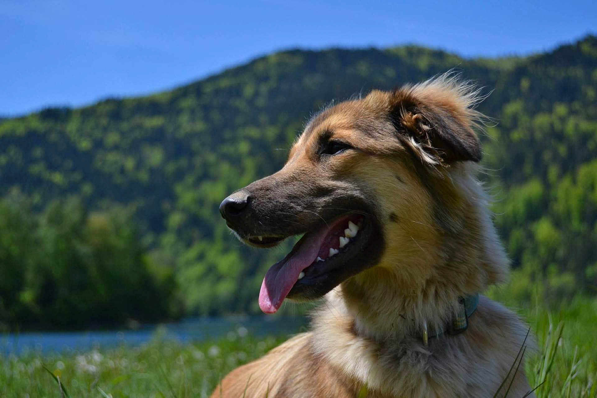 Gandja a rejoint le concours — aidez-le/la à gagner de superbes lots ! dog, animal, outdoor, nature, grass, tongue_out, sunny, blue_sky, mountain, happy, canine, mammal, pet, fur, collar, closeup, summer, greenery, daytime, landscape