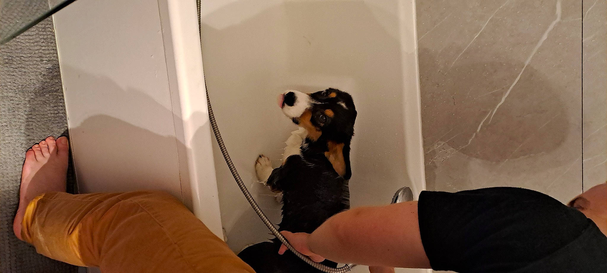 Tatsu participe au concours pour gagner de l'argent avec cette photo : arm, carnivore, comfort, companion_dog, dog, dog_breed, elbow, eyewear, fawn, felidae, flooring, fur, knee, personal_protective_equipment, plumbing_fixture, room, snout, sporting_group, thigh, wrist