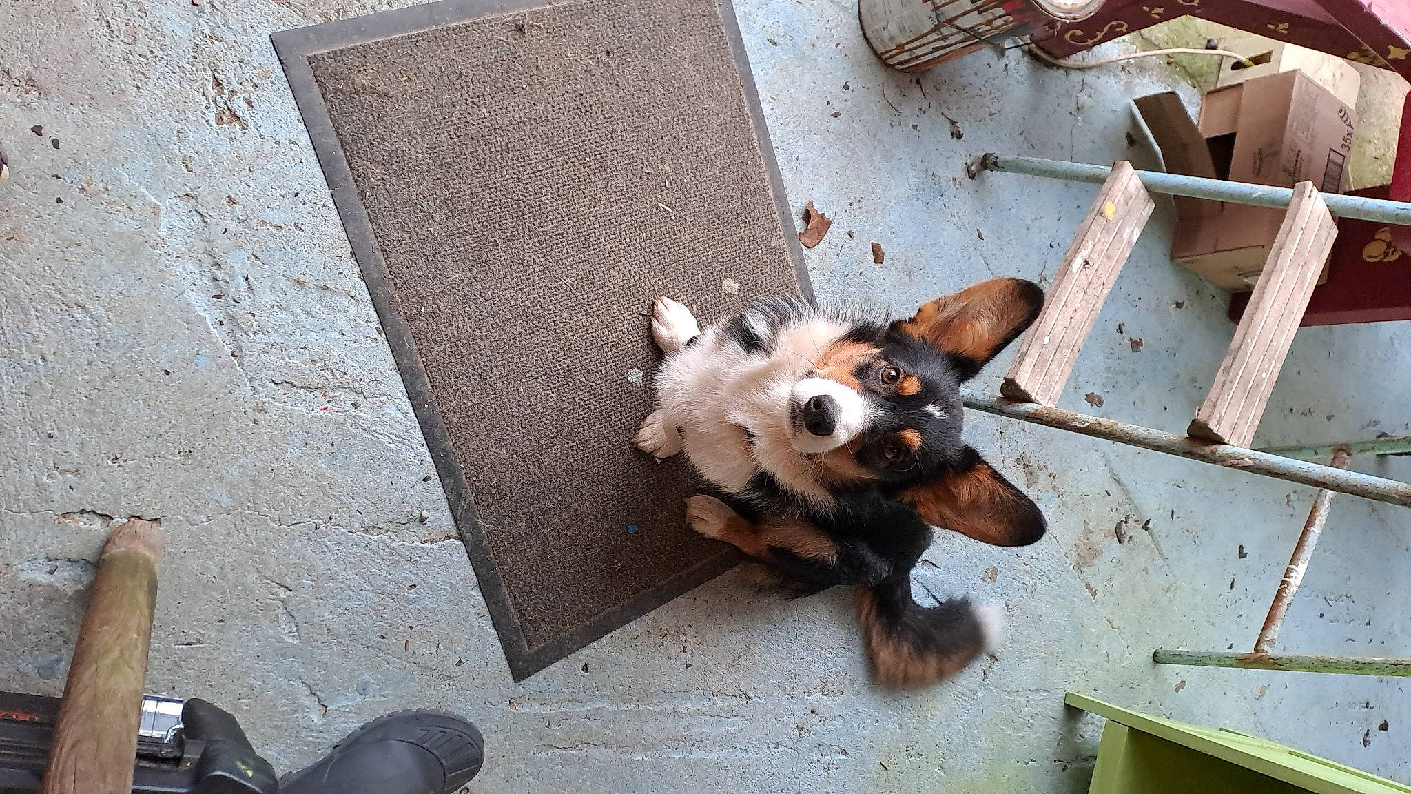 Tatsu participe au concours pour gagner de l'argent avec cette photo : art, canidae, carnivore, companion_dog, concrete, dog, dog_breed, dog_supply, fawn, flooring, fur, non_sporting_group, paw, pet_supply, road_surface, snout, sporting_group, toy_dog, wood, working_animal