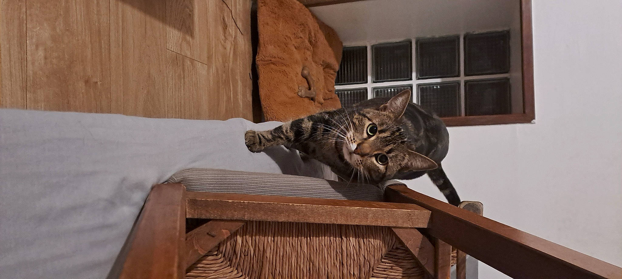 Tokyo a rejoint le concours — aidez-le/la à gagner de superbes lots ! carnivore, cat, cat_supply, domestic_short_haired_cat, felidae, fur, hardwood, metal, sculpture, small_to_medium_sized_cats, tail, terrestrial_animal, whiskers, wildlife, window, wood