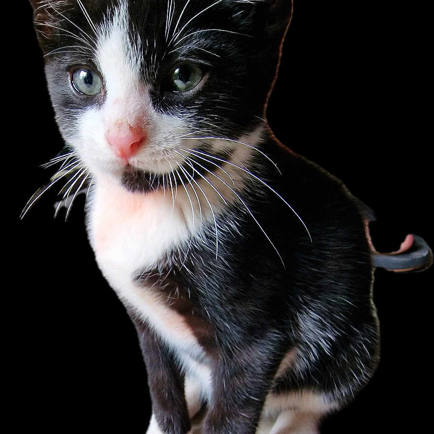 Dali