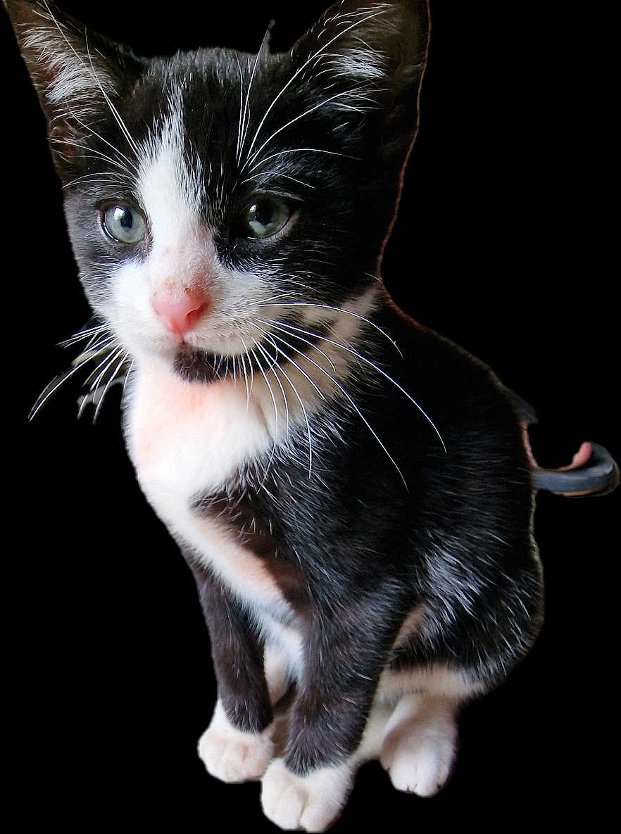 Dali