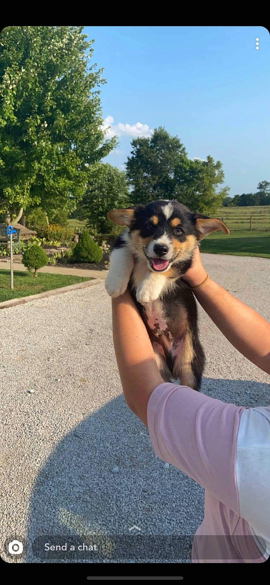 Bosa is registered to the contest to win money with this photo: australian_shepherd, canidae, carnivore, companion_dog, dog, dog_breed, herding_dog, huntaway, mammal, puppy, rare_breed_dog, sporting_group, vertebrate, working_dog