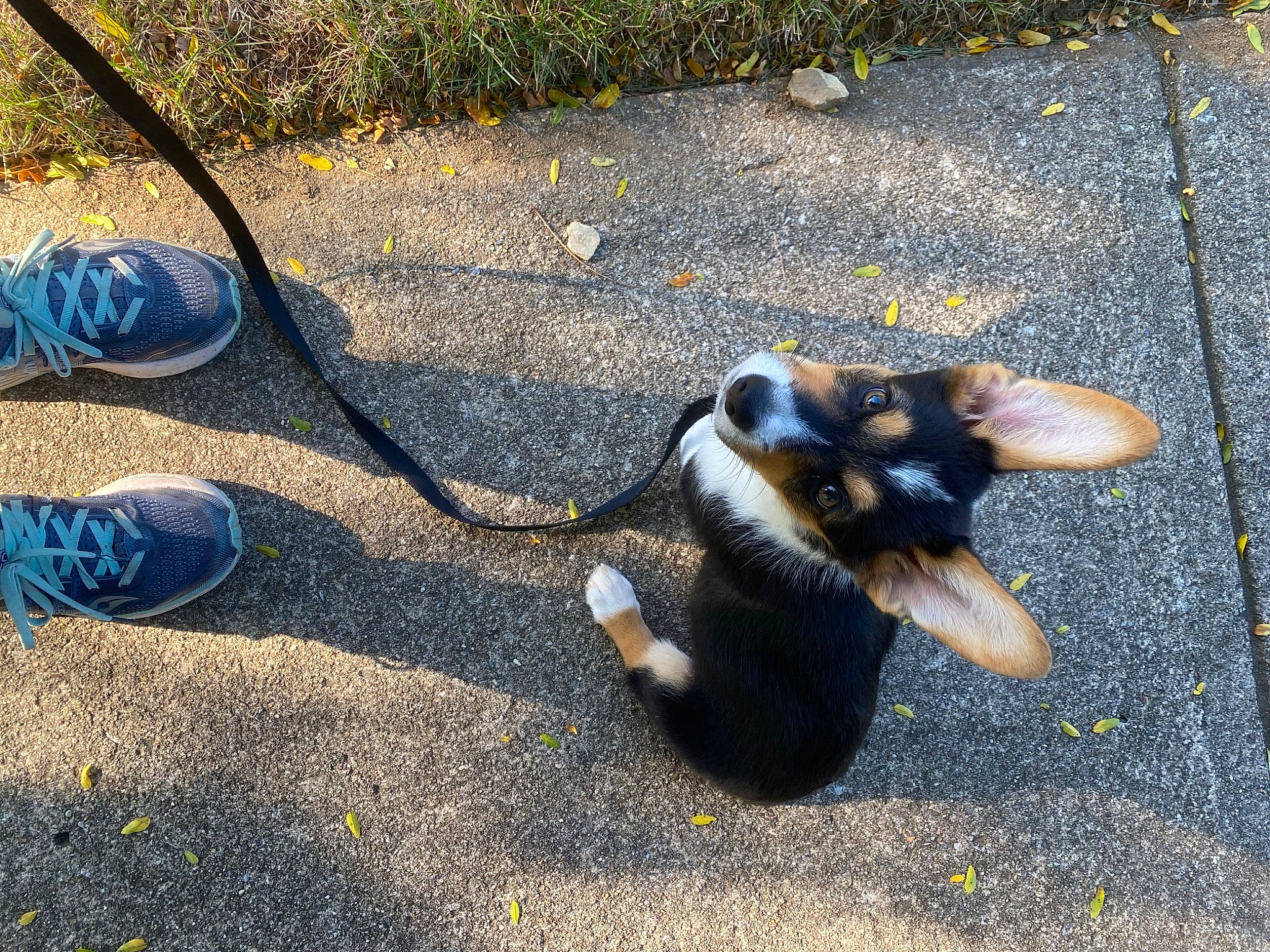 Bosa joined the competition — help win amazing prizes! asphalt, canidae, carnivore, cat, dog_breed, felidae, grass, leash, paw, small_to_medium_sized_cats, tail