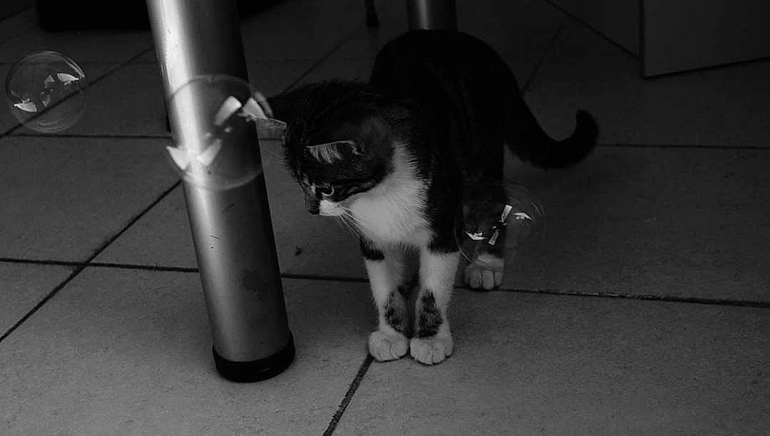 Touky a rejoint le concours — aidez-le/la à gagner de superbes lots ! black, black_and_white, carnivore, cat, domestic_short_haired_cat, felidae, fur, kitten, leg, mammal, monochrome, paw, photography, polydactyl_cat, small_to_medium_sized_cats, snapshot, snout, style, tail, whiskers