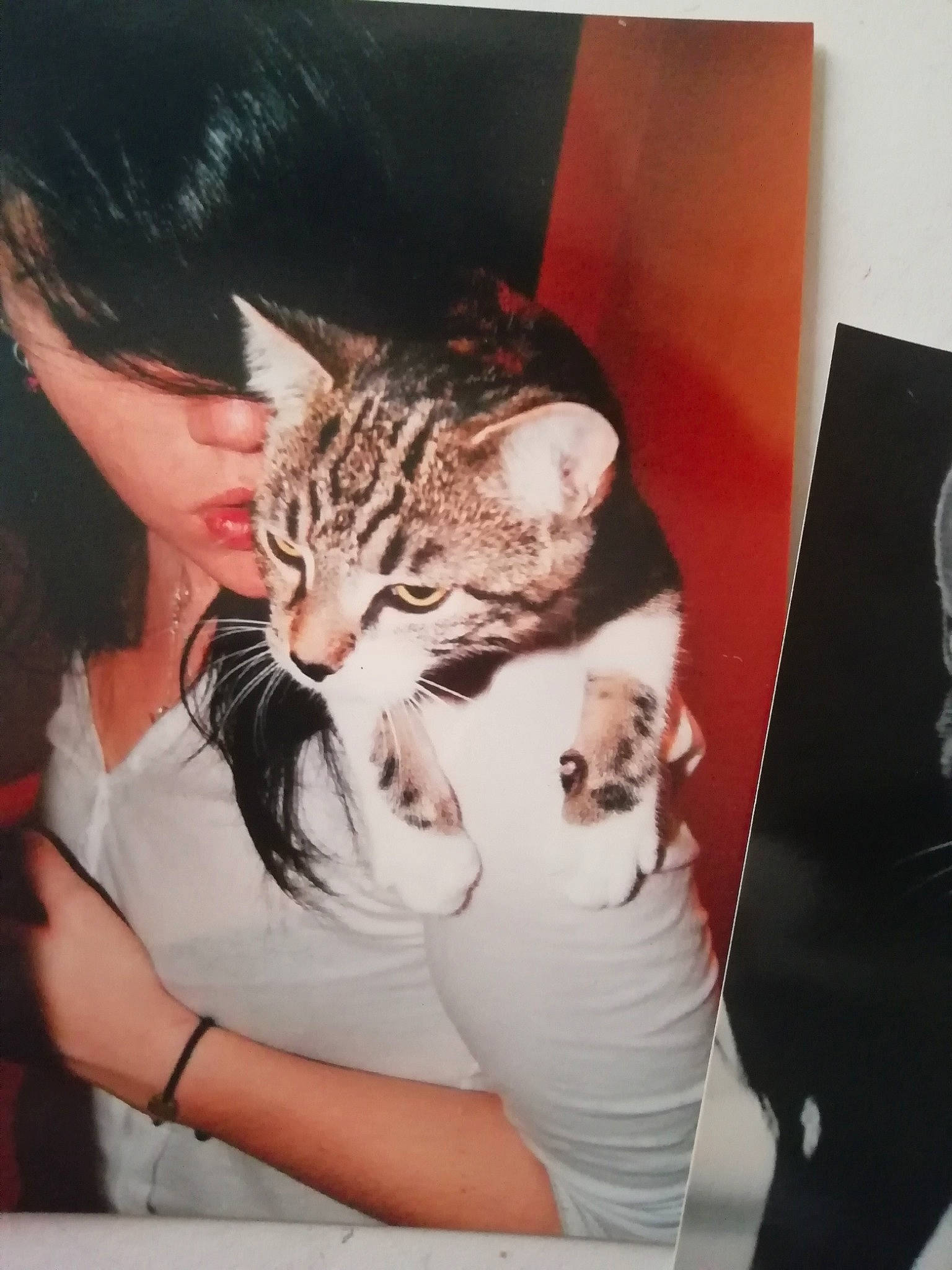 Touky participe au concours pour gagner de l'argent avec cette photo : arm, asian, carnivore, cat, domestic_short_haired_cat, ear, european_shorthair, felidae, fur, gesture, kitten, leg, nose, small_to_medium_sized_cats, tabby_cat, whiskers