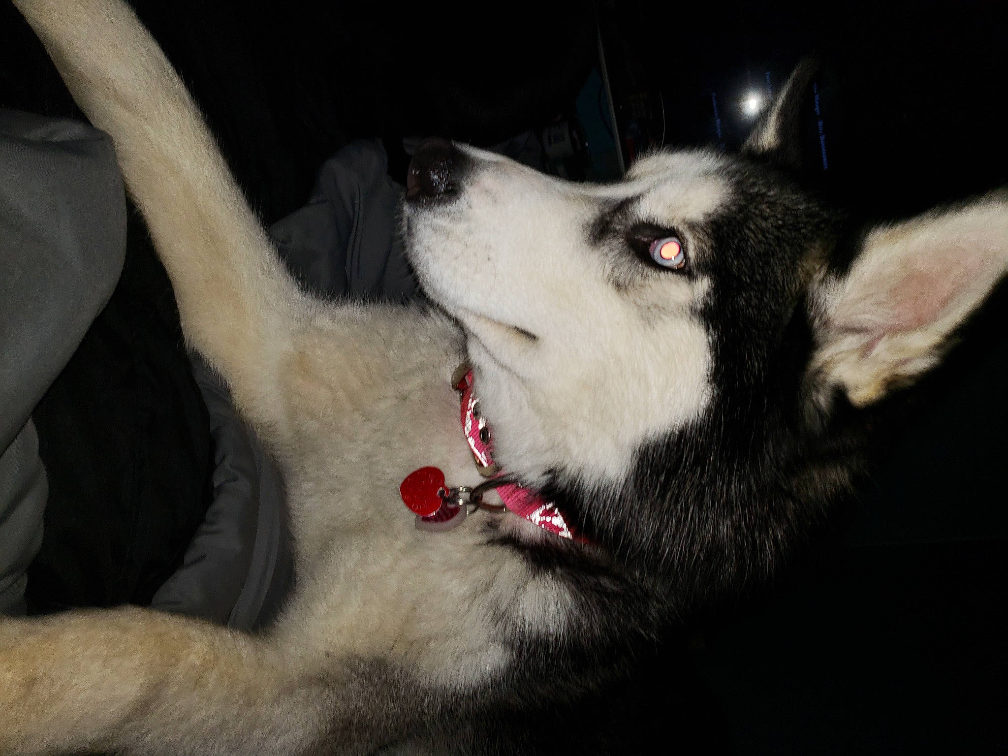 Blue joined the competition — help win amazing prizes! canidae, canis, carmine, carnivore, collar, companion_dog, dog, dog_breed, foot, fur, grey, jaw, non_sporting_group, siberian_husky, sled_dog, sporting_group, whiskers, wolf, working_animal, working_dog