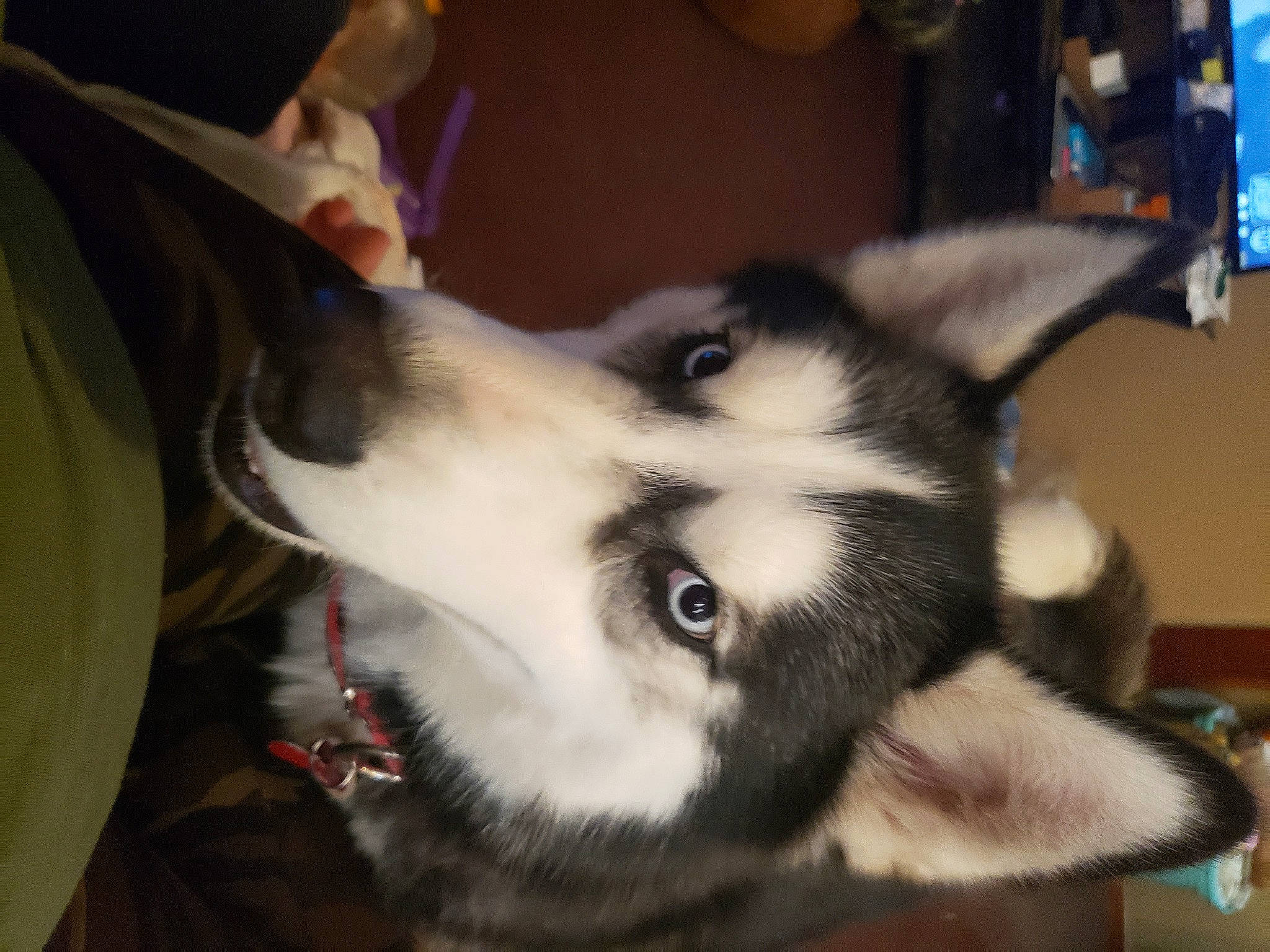 Blue is registered to the contest to win money with this photo: canidae, carnivore, companion_dog, dog, dog_breed, ear, fur, herding_dog, siberian_husky, sled_dog, snout, sporting_group, whiskers, working_animal, working_dog