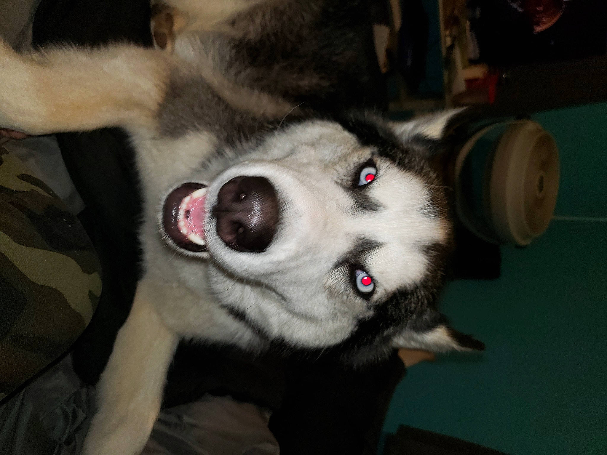 Blue joined the competition — help win amazing prizes! canidae, canis, carnivore, collar, companion_dog, dog, dog_breed, fur, non_sporting_group, siberian_husky, sled_dog, snout, sporting_group, whiskers, working_animal, working_dog