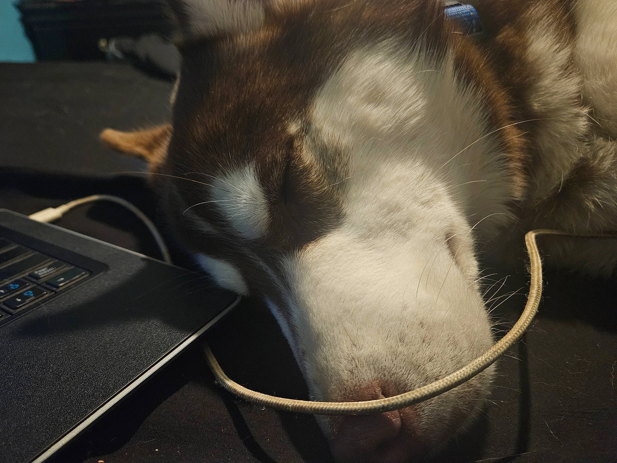 Fluffy joined the competition — help win amazing prizes! audio_equipment, canidae, carnivore, comfort, companion_dog, dog_breed, domestic_short_haired_cat, felidae, flooring, fur, human_leg, input_device, mechanical_fan, metal, paw, small_to_medium_sized_cats, sporting_group, tail, whiskers, working_animal