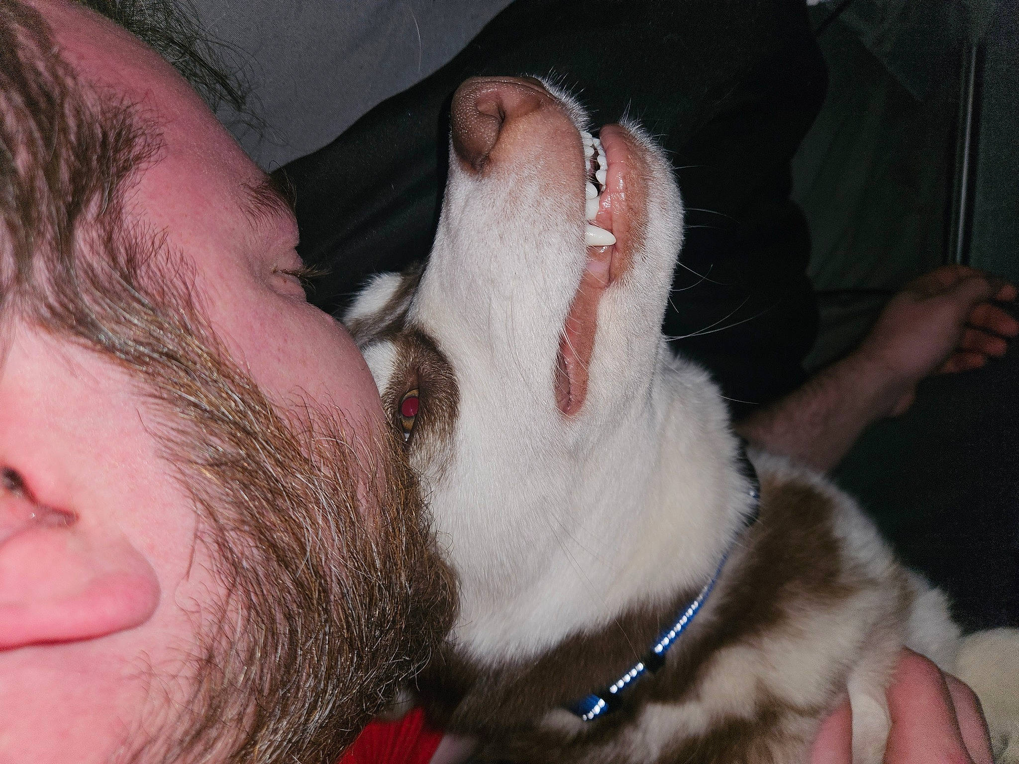 Fluffy joined the competition — help win amazing prizes! beard, carnivore, collar, companion_dog, dog, dog_breed, ear, eyebrow, eyelash, facial_hair, finger, gesture, hand, happy, human_body, jaw, mouth, neck, nose, snout