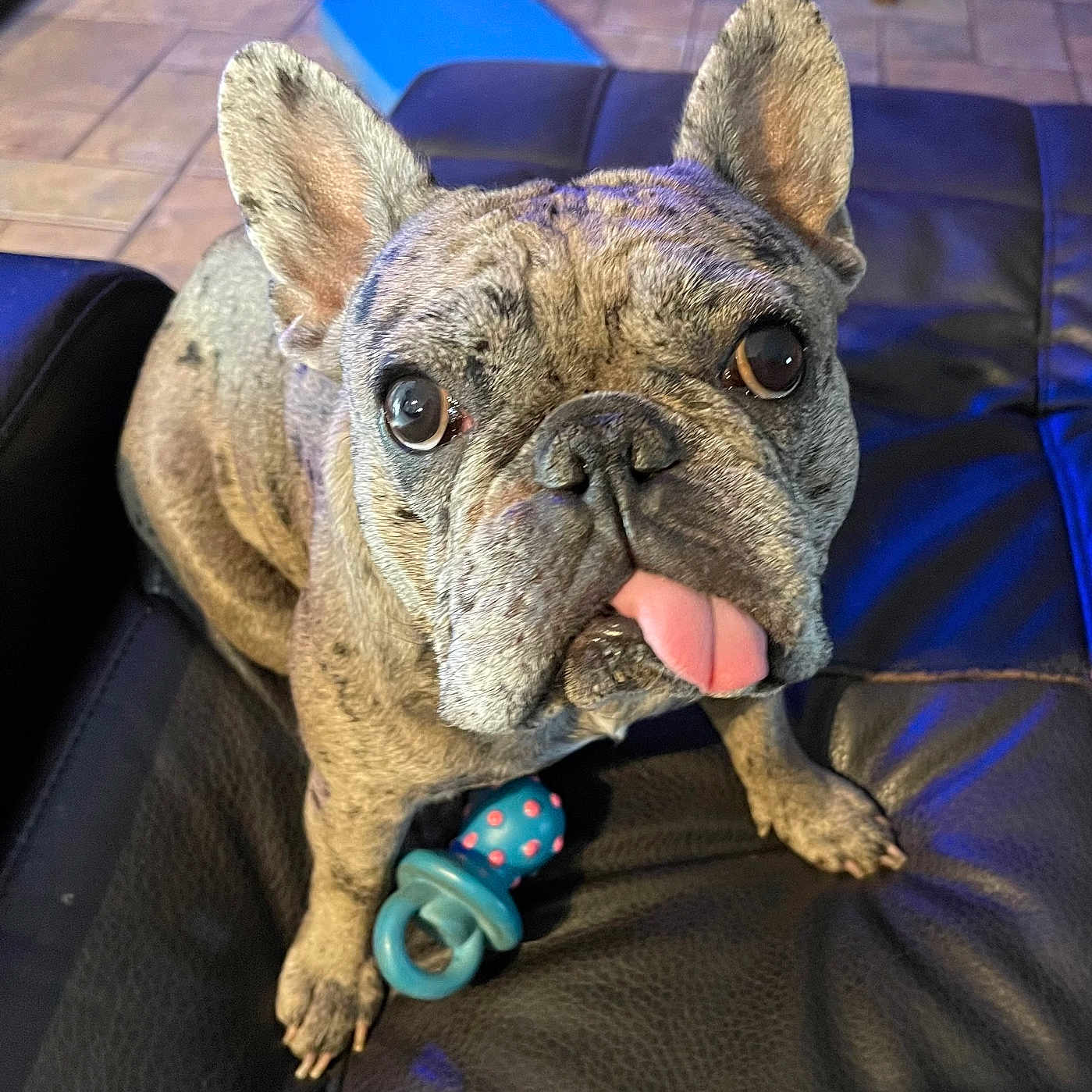 Karma is registered to the contest to win money with this photo: animal, bodypart, boxer, bulldog, canine, couch, cushion, dog, frenchbulldog, furniture, homedecor, indoors, interiordesign, mouth, person, pet, pitbull, puppy, sleeping, whitedog