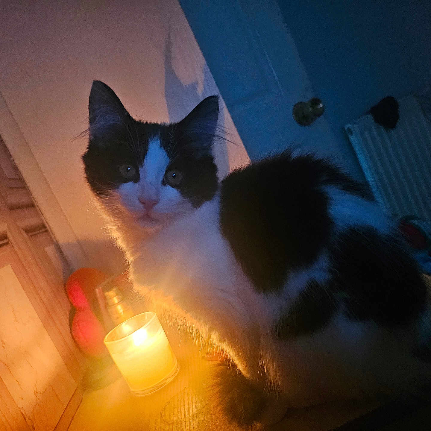 Little Barry is registered to the contest to win money with this photo: animal, architecture, building, candle, cat, diningtable, fire, furniture, hardwood, indoors, kitten, lamp, light, lighting, livingroom, manx, pet, room, table, wood