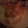 cat, orange_cat, tabby, furry, fluffy, pet, animal, sleeping, resting, curled_up, face, whiskers, pink_nose, indoor, stool, round_stool, furniture, cozy, dim_lighting, close_up