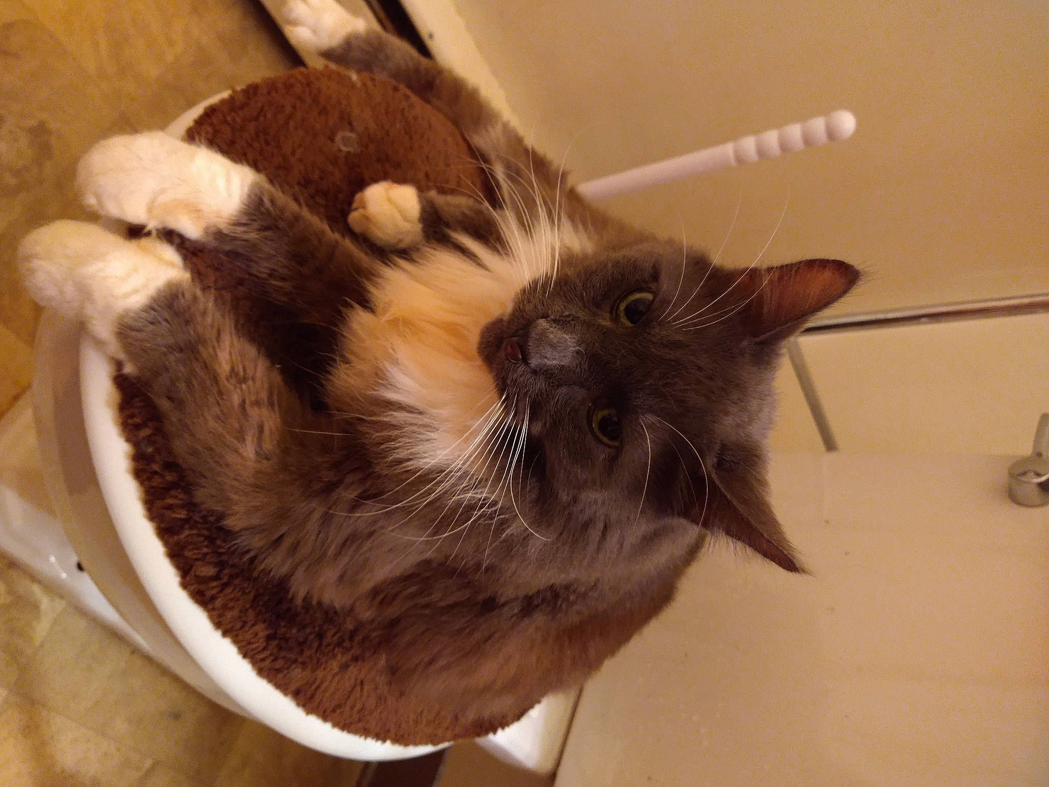 Gomez joined the competition — help win amazing prizes! carnivore, cat, cat_bed, cat_supply, claw, comfort, domestic_short_haired_cat, ear, fawn, felidae, fur, nap, paw, pet_supply, small_to_medium_sized_cats, snout, tail, thai, whiskers