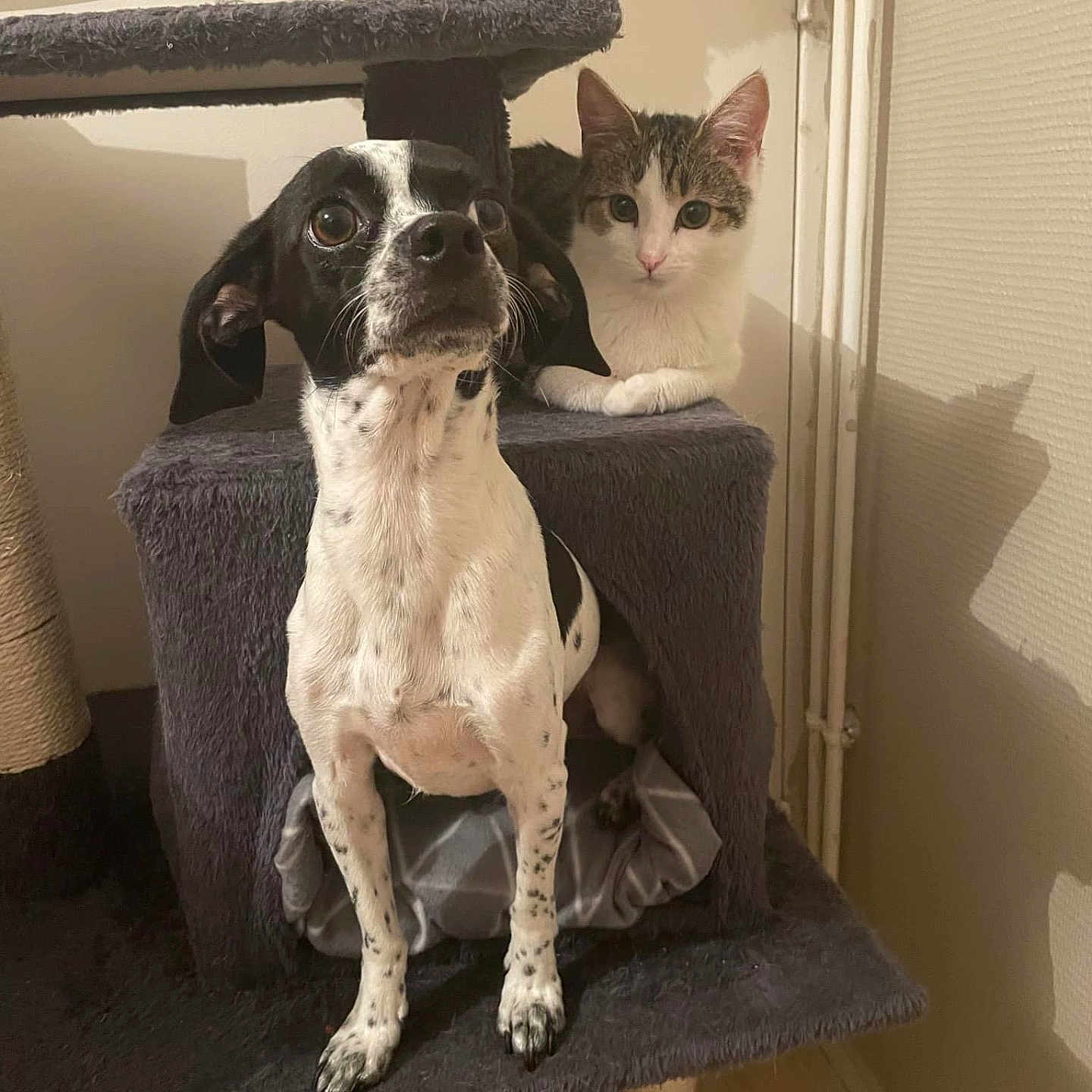 Nala participe au concours pour gagner de l'argent avec cette photo : alert, animal, animal_portrait, black_and_white, cat, cat_tree, companion, cozy, curious, cute, dog, domestic, feline, friendship, fur, indoor, mammal, pet, resting, tabby