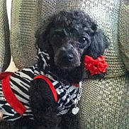Lacy joined the competition — help win amazing prizes! accessory, animal, black_dog, couch, curious, cute, dog, domestic_animal, fur, furniture, indoor, necklace, outfit, pet, poodle, portrait, red_flower, seated, small_dog, zebra_stripes