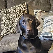 Ace Hill is registered to the contest to win money with this photo: dog, labrador, chocolate_labrador, pet, animal, couch, sofa, pillow, leopard_print, patterned_pillow, indoor, home, furniture, canine, seated, brown, domestic_animal, companion, cute, relaxed