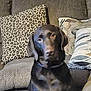 dog, labrador, chocolate_labrador, pet, animal, couch, sofa, pillow, leopard_print, patterned_pillow, indoor, home, furniture, canine, seated, brown, domestic_animal, companion, cute, relaxed