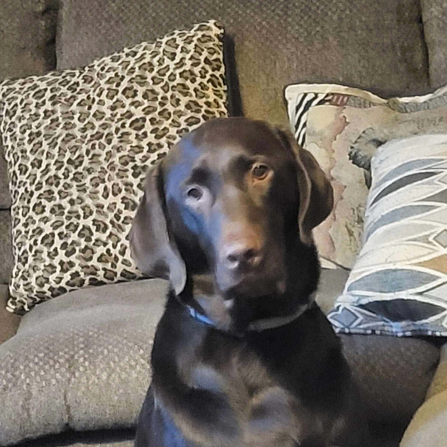 Ace Hill is registered to the contest to win money with this photo: animal, brown, canine, chocolate_labrador, companion, couch, cute, dog, domestic_animal, furniture, home, indoor, labrador, leopard_print, patterned_pillow, pet, pillow, relaxed, seated, sofa