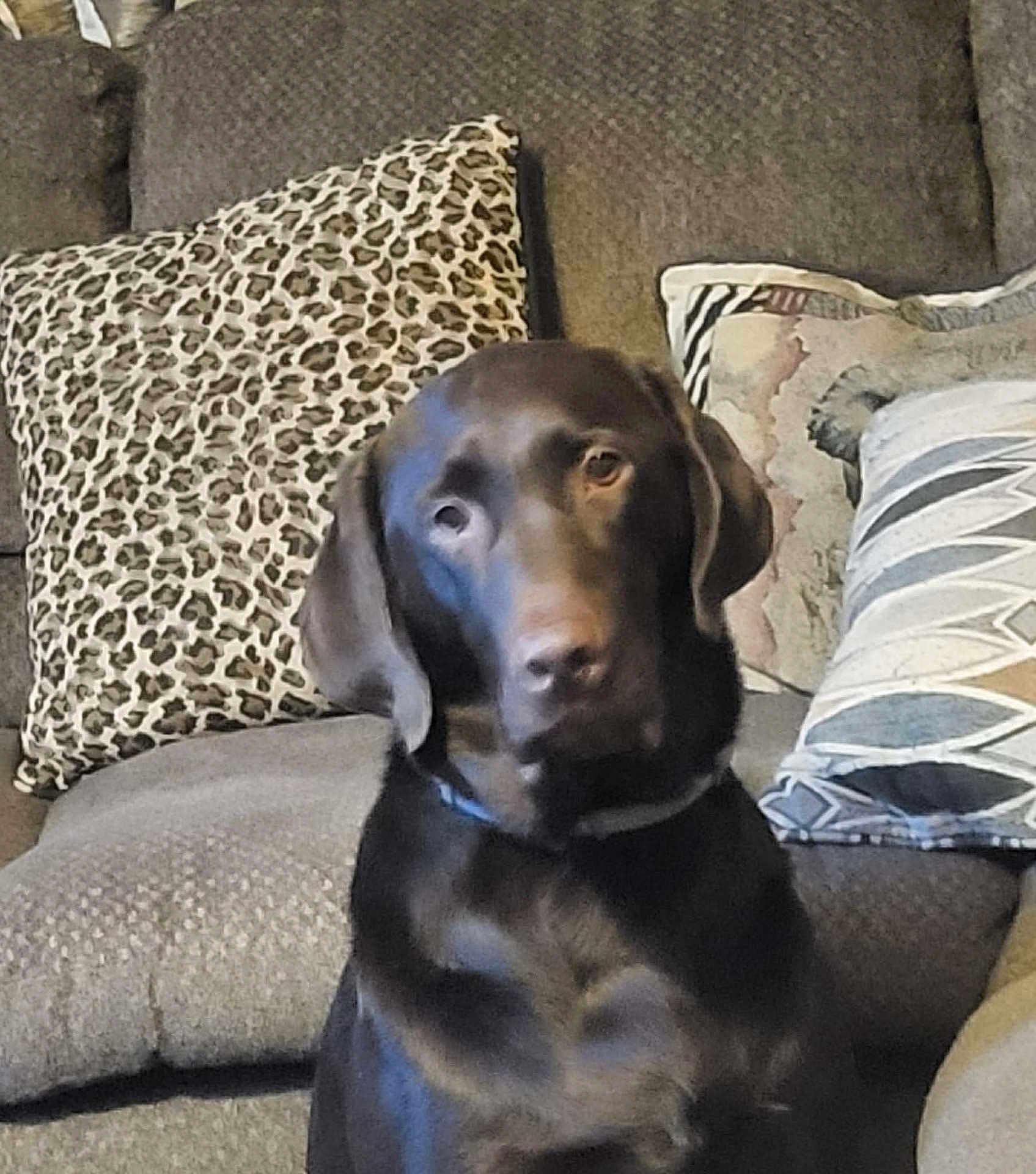 Ace Hill is registered to the contest to win money with this photo: dog, labrador, chocolate_labrador, pet, animal, couch, sofa, pillow, leopard_print, patterned_pillow, indoor, home, furniture, canine, seated, brown, domestic_animal, companion, cute, relaxed