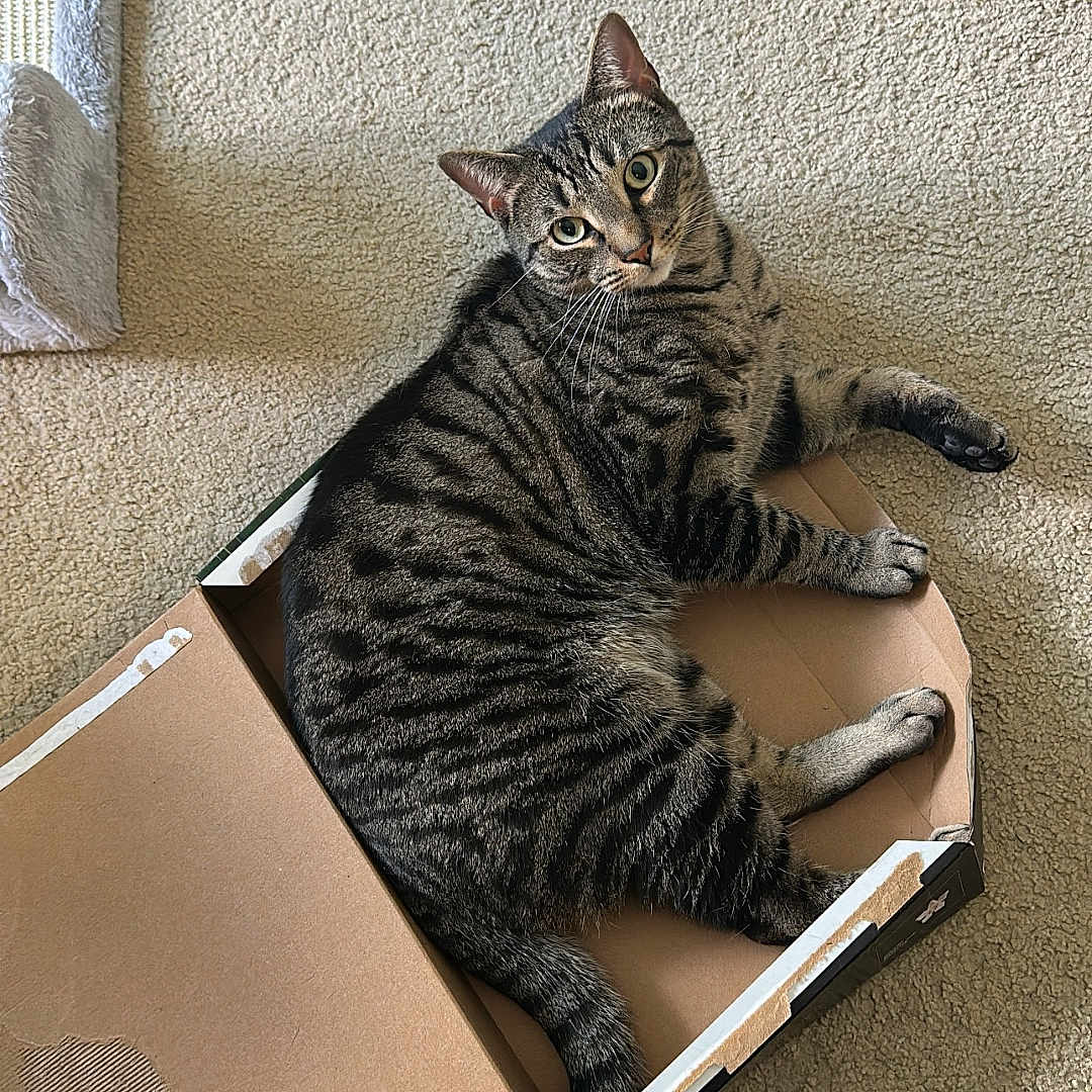 Miso Stasienko joined the competition — help win amazing prizes! animal, box, cardboard_box, carpet, cat, curious, cute, domestic, feline, home, indoor, lying_down, mammal, pet, playful, relaxed, resting, striped, tabby, whiskers