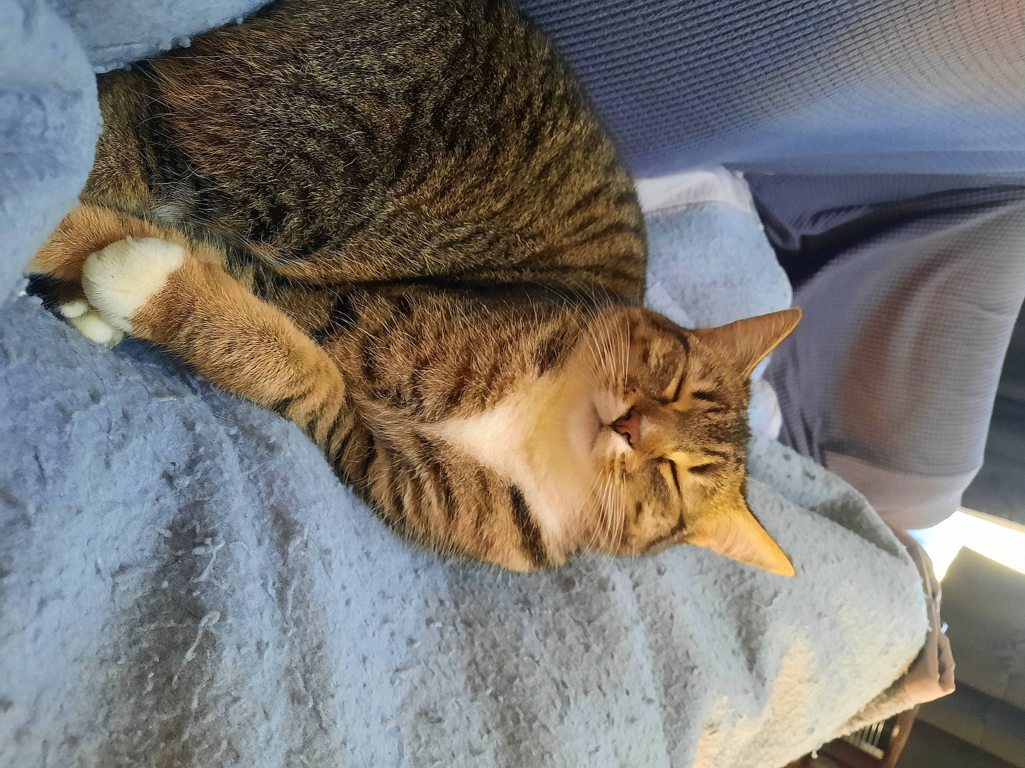 Pitchoune a rejoint le concours — aidez-le/la à gagner de superbes lots ! carnivore, cat, claw, comfort, domestic_short_haired_cat, fawn, felidae, fur, grey, mammal, nap, paw, sleep, small_to_medium_sized_cats, snout, tail, terrestrial_animal, vertebrate, whiskers, wildlife