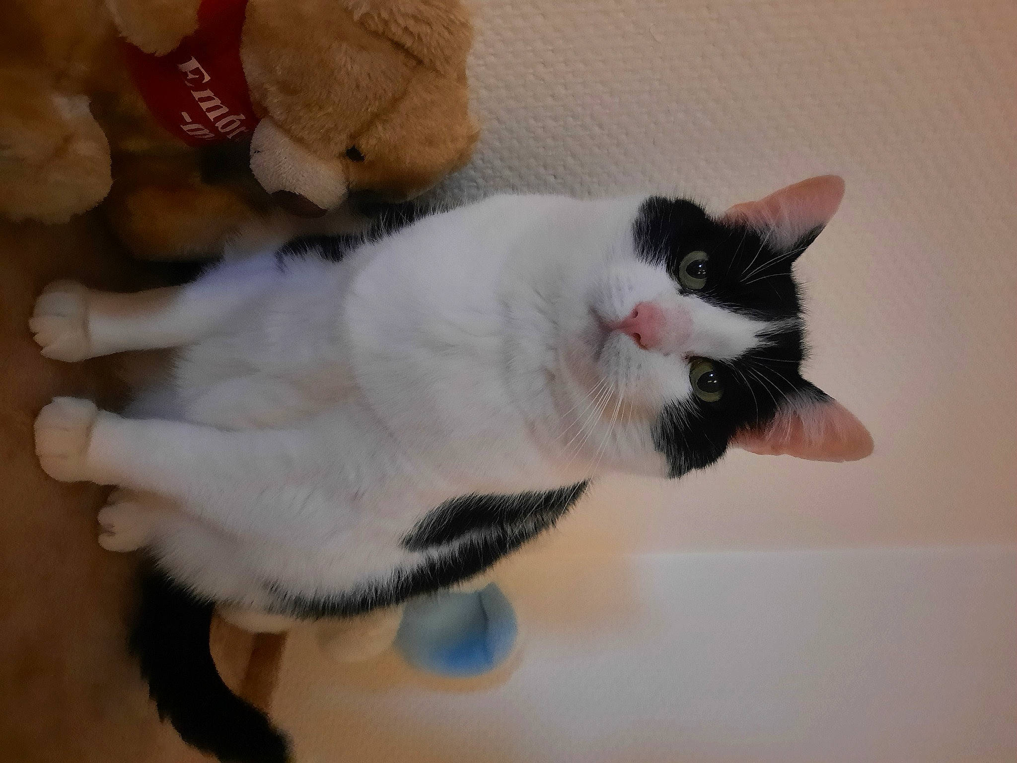 Rosminet a rejoint le concours — aidez-le/la à gagner de superbes lots ! carnivore, cat, claw, comfort, domestic_short_haired_cat, felidae, flooring, fur, hardwood, paw, small_to_medium_sized_cats, snout, tail, whiskers