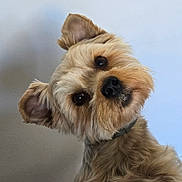 Prince a rejoint le concours — aidez-le/la à gagner de superbes lots ! animal, brown_fur, canine, closeup, collar, curious, cute, dog, domestic_animal, ears, expression, face, fluffy, friendly, furry, head_tilt, indoor, mammal, pet, portrait