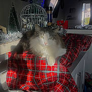 Rosie is registered to the contest to win money with this photo: cat, christmas_tree, cozy, decorations, feline, fluffy, furniture, holiday_decor, home, indoor, ornament, pet, plaid, red, relaxed, resting, sunlight, tablecloth, white, window