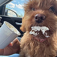Toffee is registered to the contest to win money with this photo: animal, brown_fur, car_interior, closeup, clouds, collar, cup, dog, fluffy, fur, hand, happy, messy, mouth, pet, seat, sky, tongue, whipped_cream, window