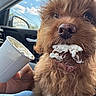 animal, brown_fur, car_interior, closeup, clouds, collar, cup, dog, fluffy, fur, hand, happy, messy, mouth, pet, seat, sky, tongue, whipped_cream, window