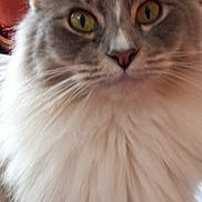 Foxy joined the competition — help win amazing prizes! cat, fluffy, indoor, pet, feline, closeup, yellow_eyes, curious, portrait, mammal, animal, whiskers, soft_fur, home, cushion, flower_pattern, domestic, cute, face, ears