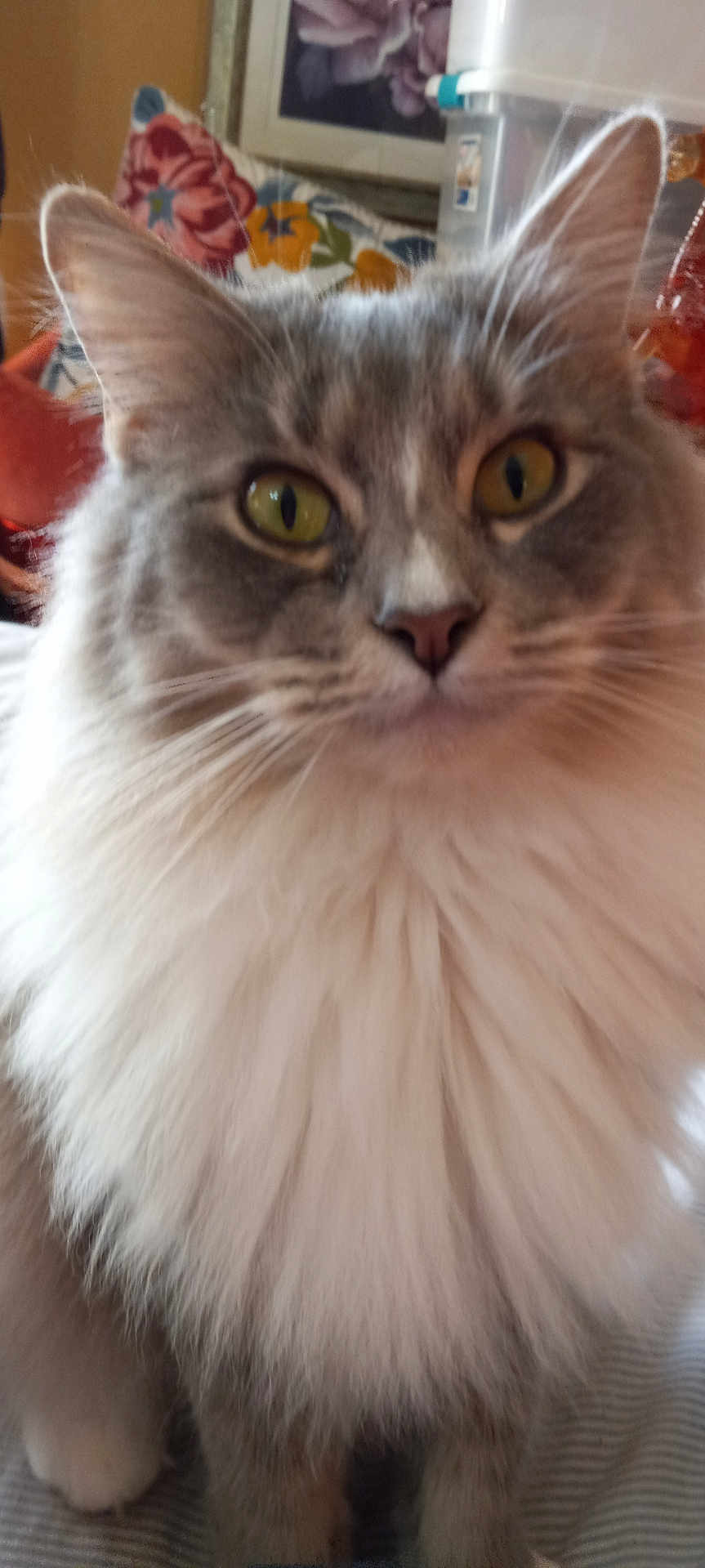 Foxy joined the competition — help win amazing prizes! cat, fluffy, indoor, pet, feline, closeup, yellow_eyes, curious, portrait, mammal, animal, whiskers, soft_fur, home, cushion, flower_pattern, domestic, cute, face, ears