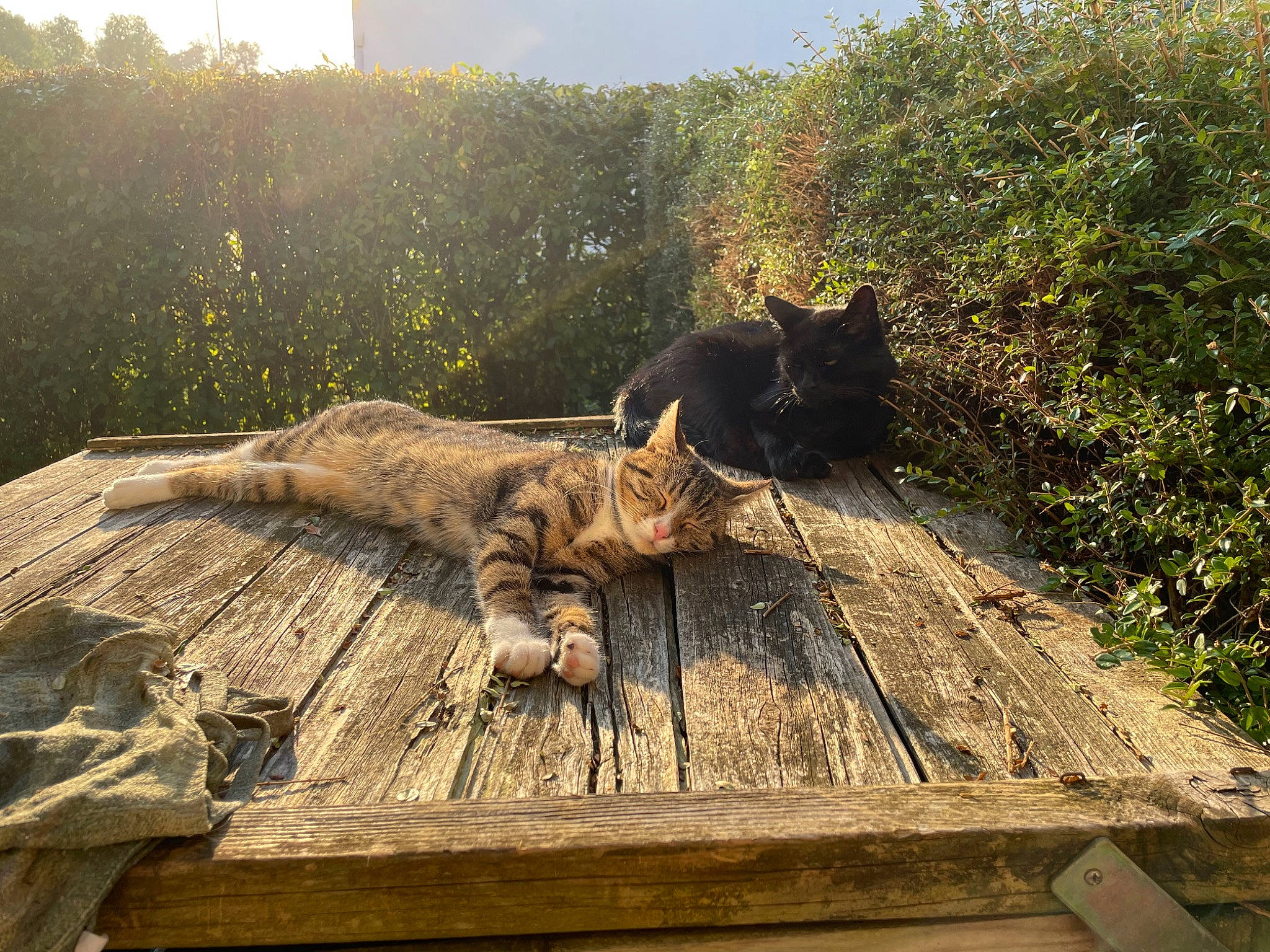 Maze a rejoint le concours — aidez-le/la à gagner de superbes lots ! art, carnivore, cat, fawn, felidae, grass, landscape, mammal, plant, sculpture, sky, small_to_medium_sized_cats, sporting_group, tail, terrestrial_animal, tints_and_shades, trunk, vertebrate, whiskers, wood